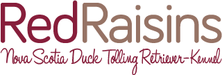 Red Raisins - Nova Scotia Duck Tolling Retriever-Kennel